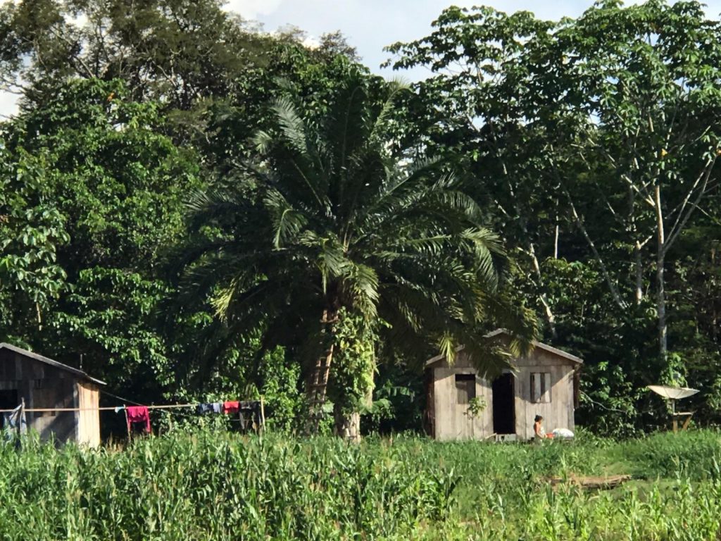 Amazon forest. Nov 2019